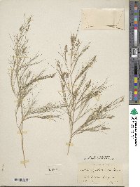 Muhlenbergia dumosa image