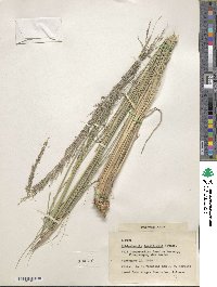 Muhlenbergia longiligula image