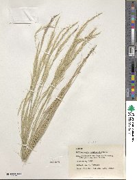 Muhlenbergia tenuifolia image