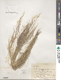 Muhlenbergia tenuifolia image