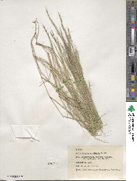 Muhlenbergia tenuifolia image