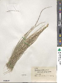 Muhlenbergia tenuifolia image