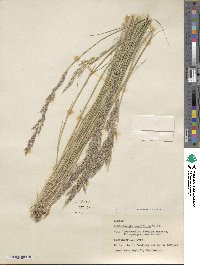 Muhlenbergia pauciflora image