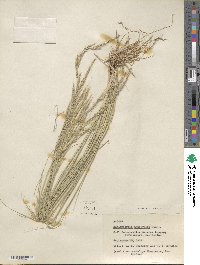 Muhlenbergia pauciflora image