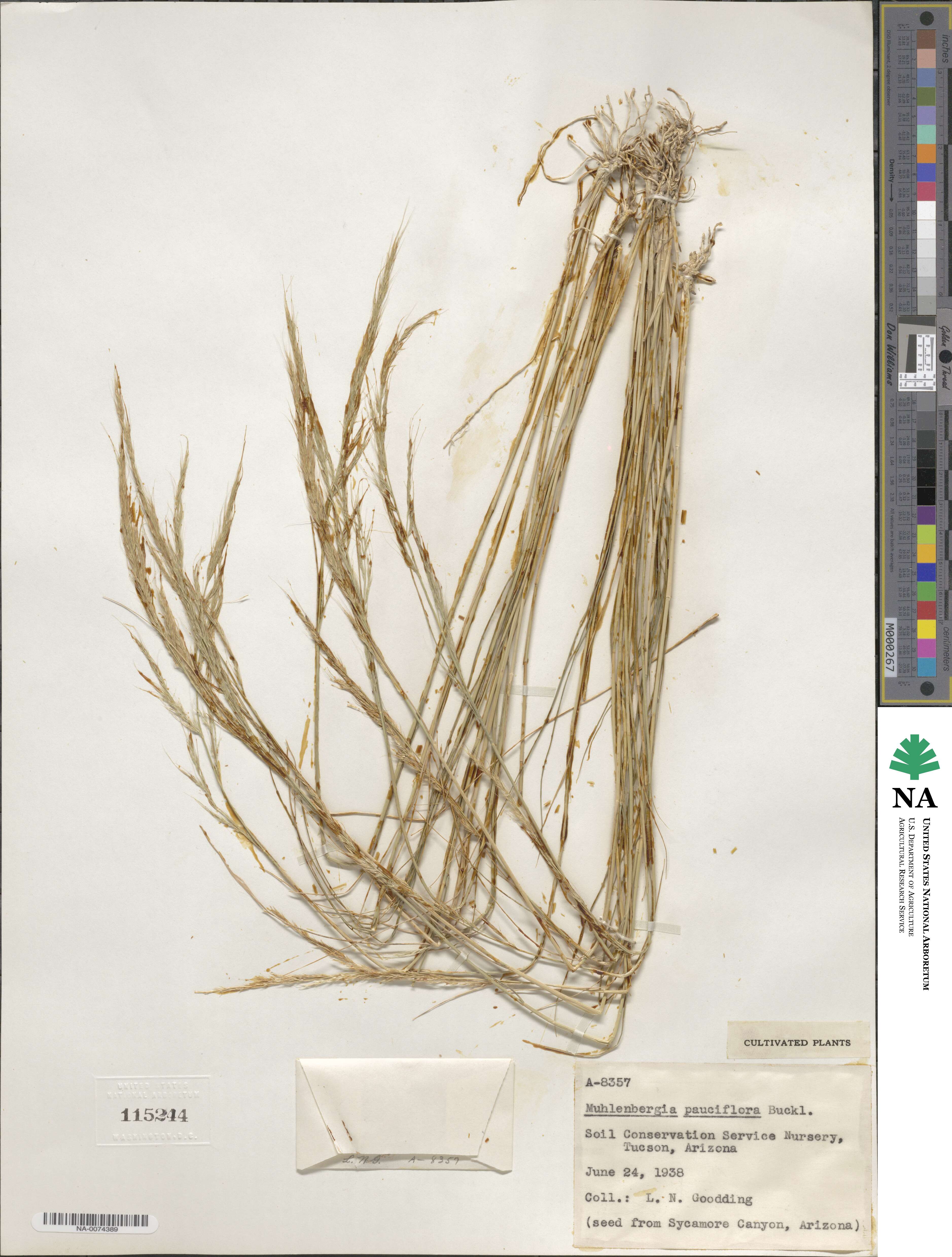 Muhlenbergia pauciflora image