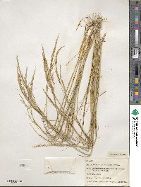 Muhlenbergia pauciflora image