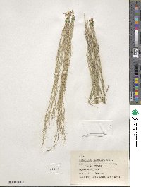 Muhlenbergia pauciflora image