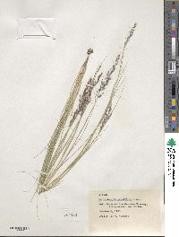 Muhlenbergia pauciflora image