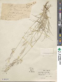 Muhlenbergia pungens image