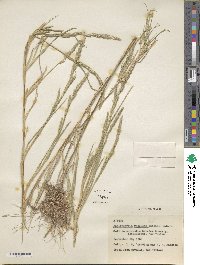 Muhlenbergia racemosa image