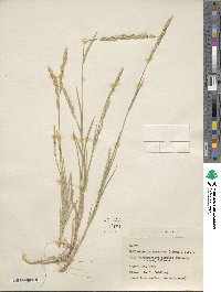 Muhlenbergia racemosa image