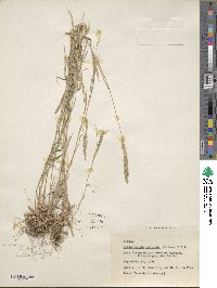 Muhlenbergia racemosa image