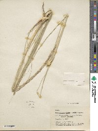 Muhlenbergia rigens image