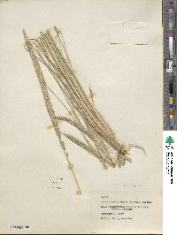 Muhlenbergia rigens image