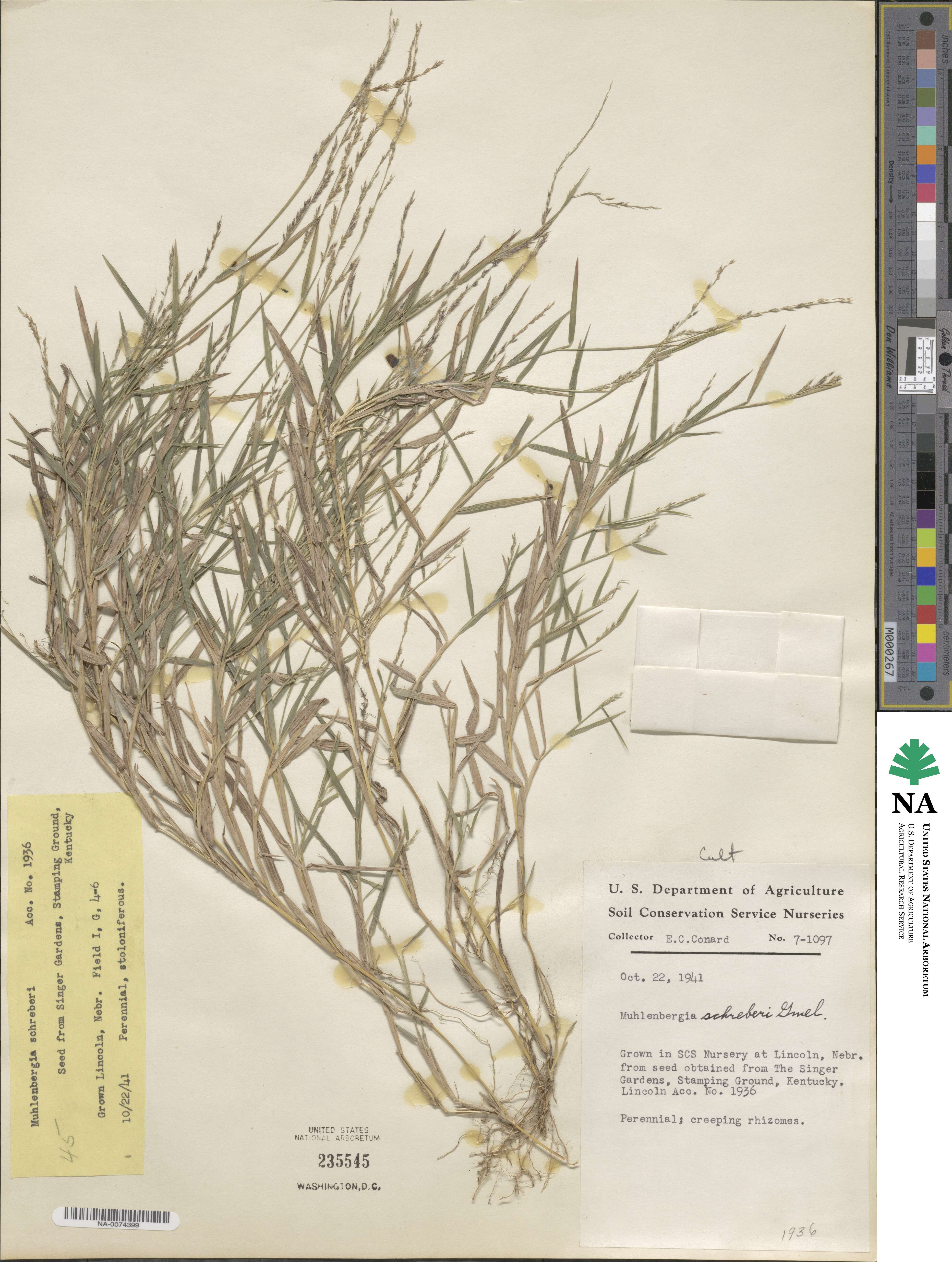 Muhlenbergia schreberi image
