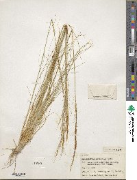 Muhlenbergia setifolia image