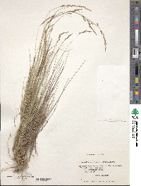 Nassella chilensis image