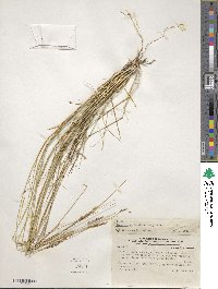 Nassella chilensis image