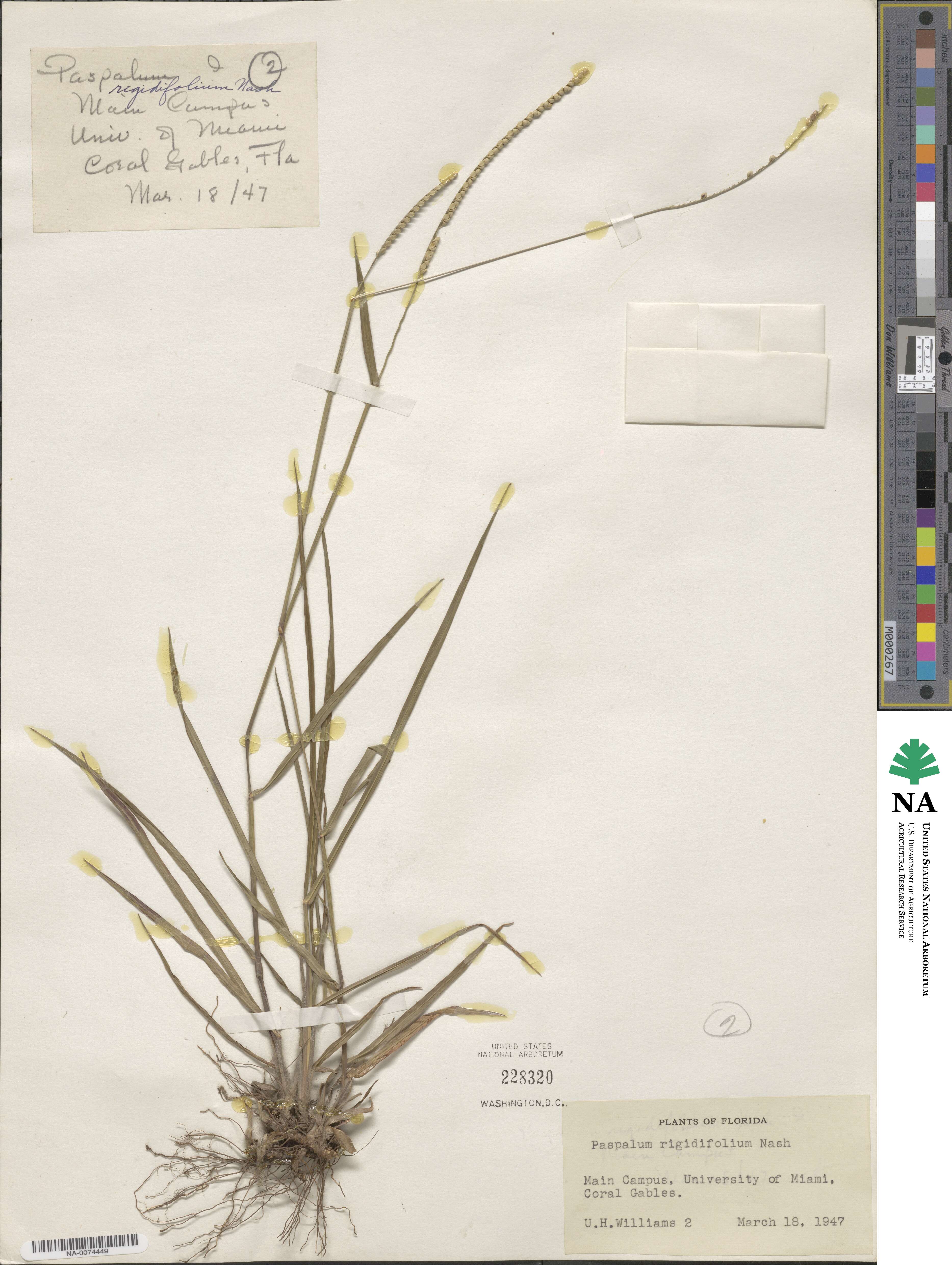 Paspalum setaceum var. setaceum image