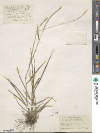 Paspalum setaceum var. setaceum image