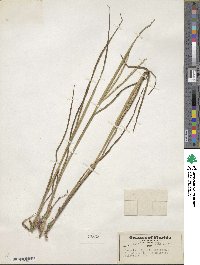 Paspalum setaceum var. setaceum image