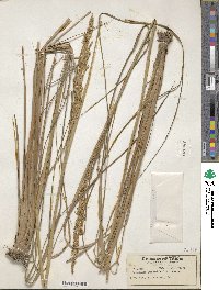 Paspalum quadrifarium image