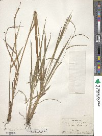 Image of Paspalum blodgettii