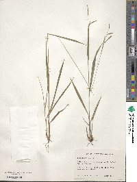 Paspalum blodgettii image