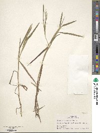 Paspalum dissectum image