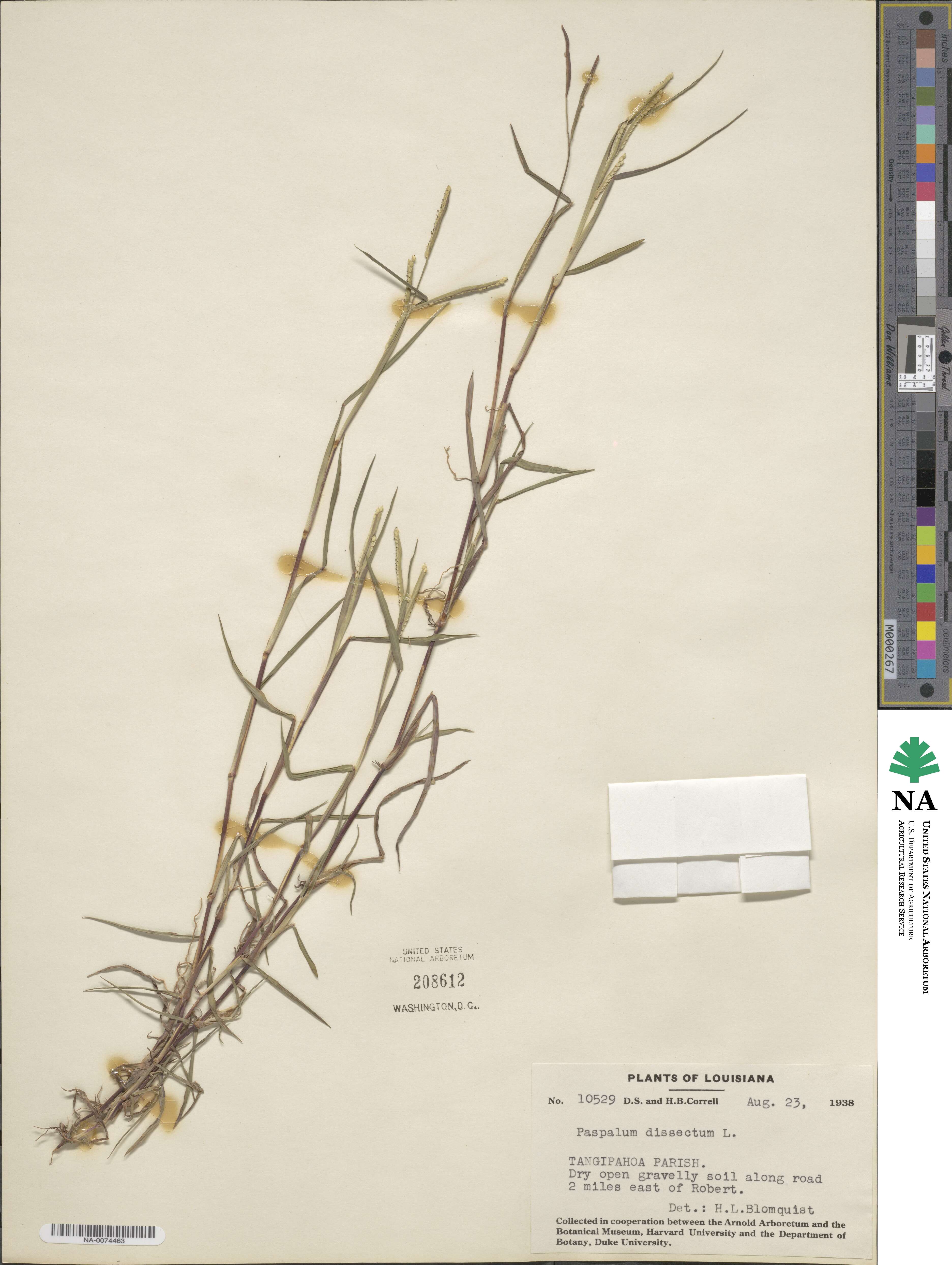 Paspalum dissectum image