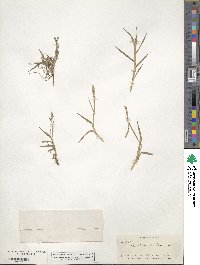 Paspalum distichum image