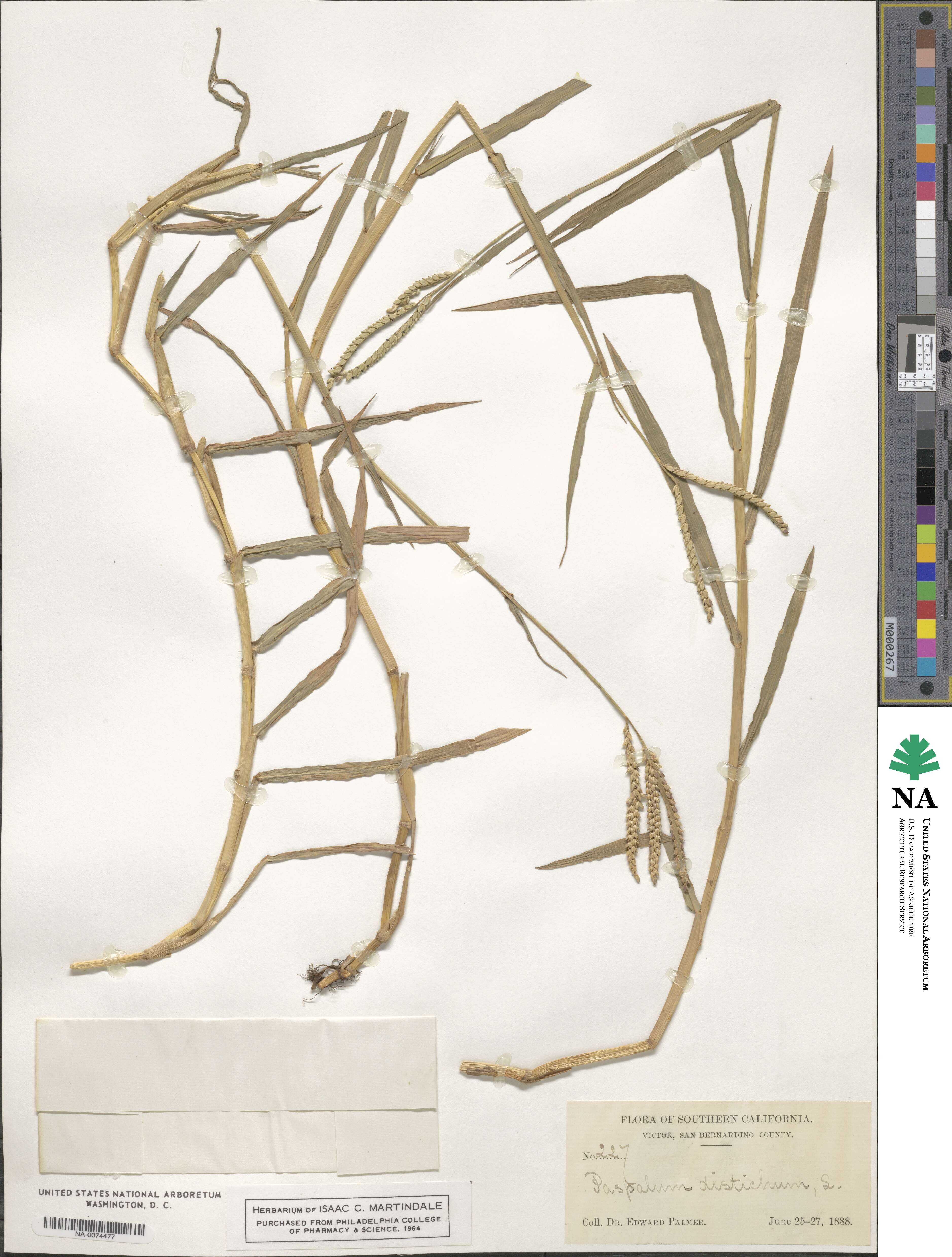 Paspalum image