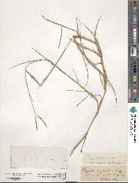 Paspalum distichum image