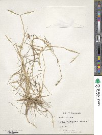 Paspalum distichum image