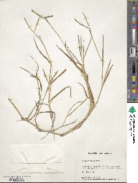 Paspalum distichum image