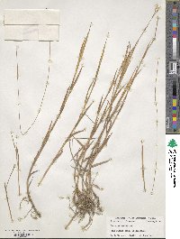 Paspalum distichum image