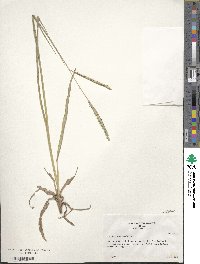 Paspalum floridanum image