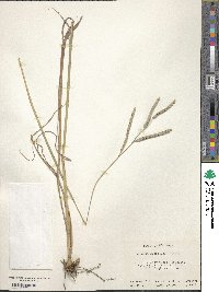 Paspalum floridanum image