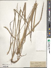 Paspalum floridanum image