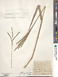 Paspalum floridanum image