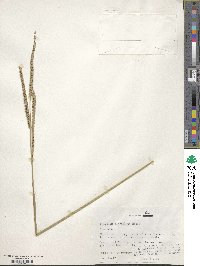 Paspalum floridanum image