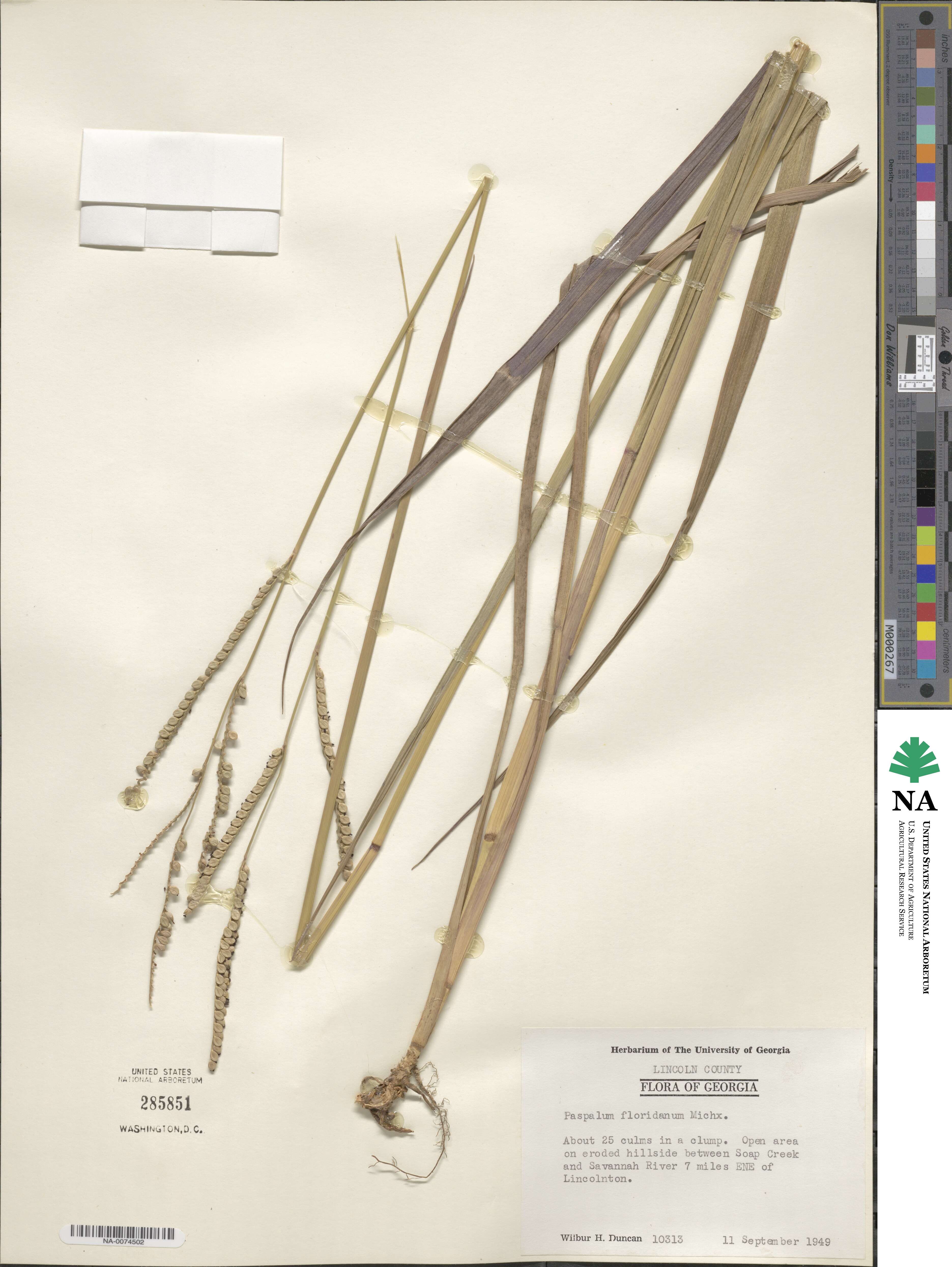 Paspalum floridanum image