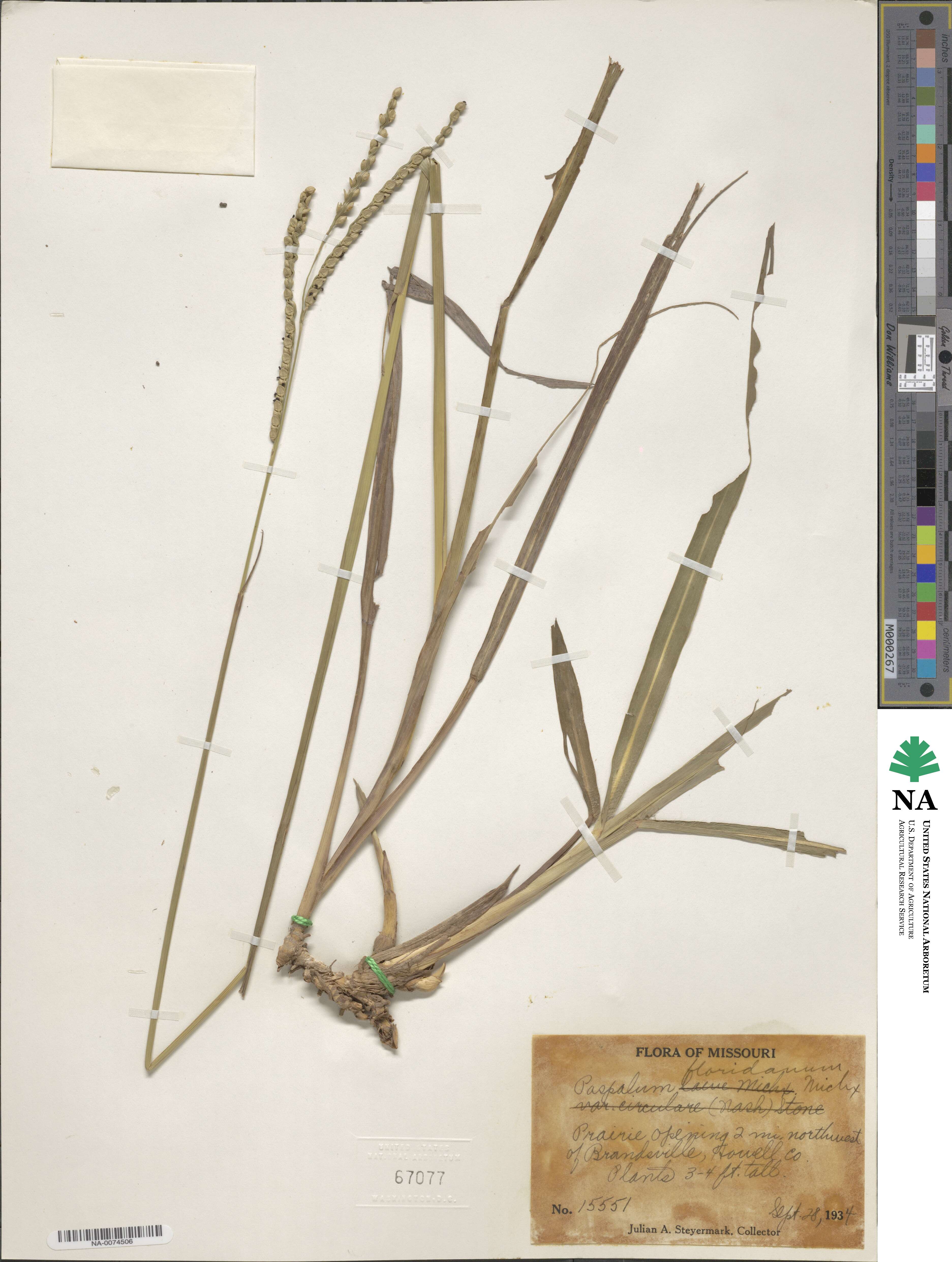 Paspalum floridanum image