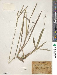 Paspalum floridanum image