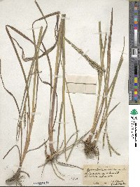 Paspalum floridanum image