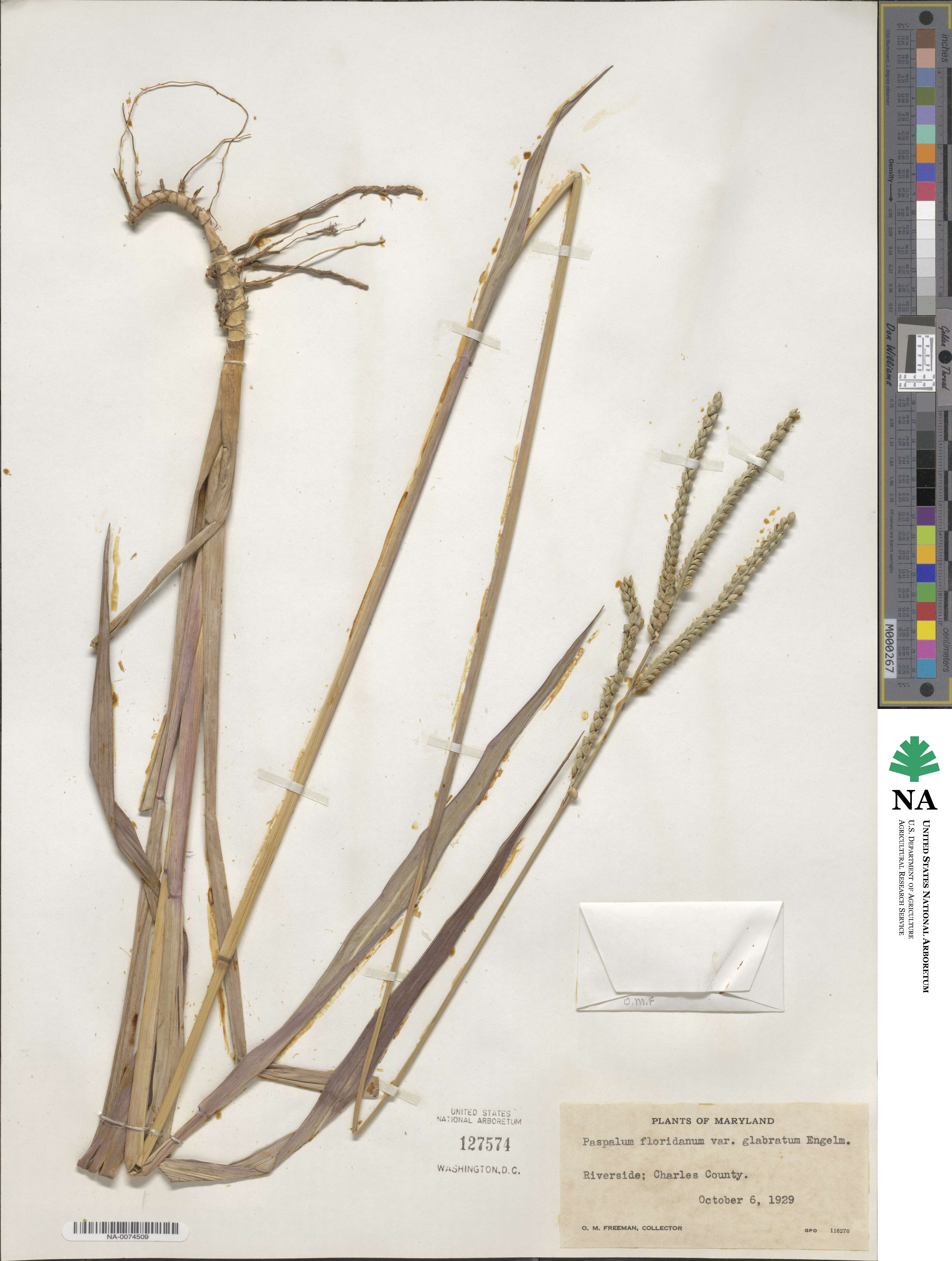 Paspalum floridanum image