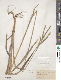 Paspalum floridanum image