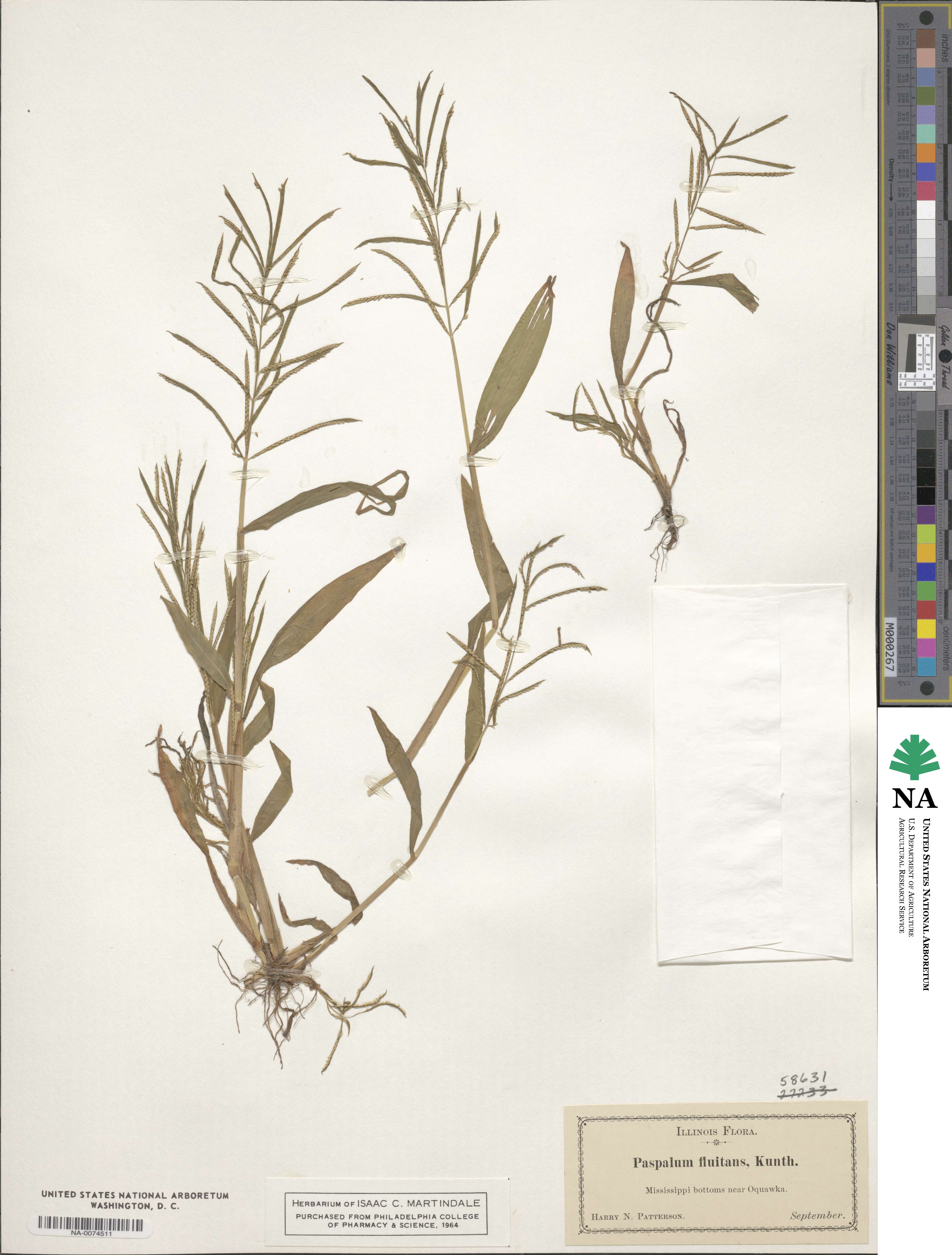 Paspalum repens image