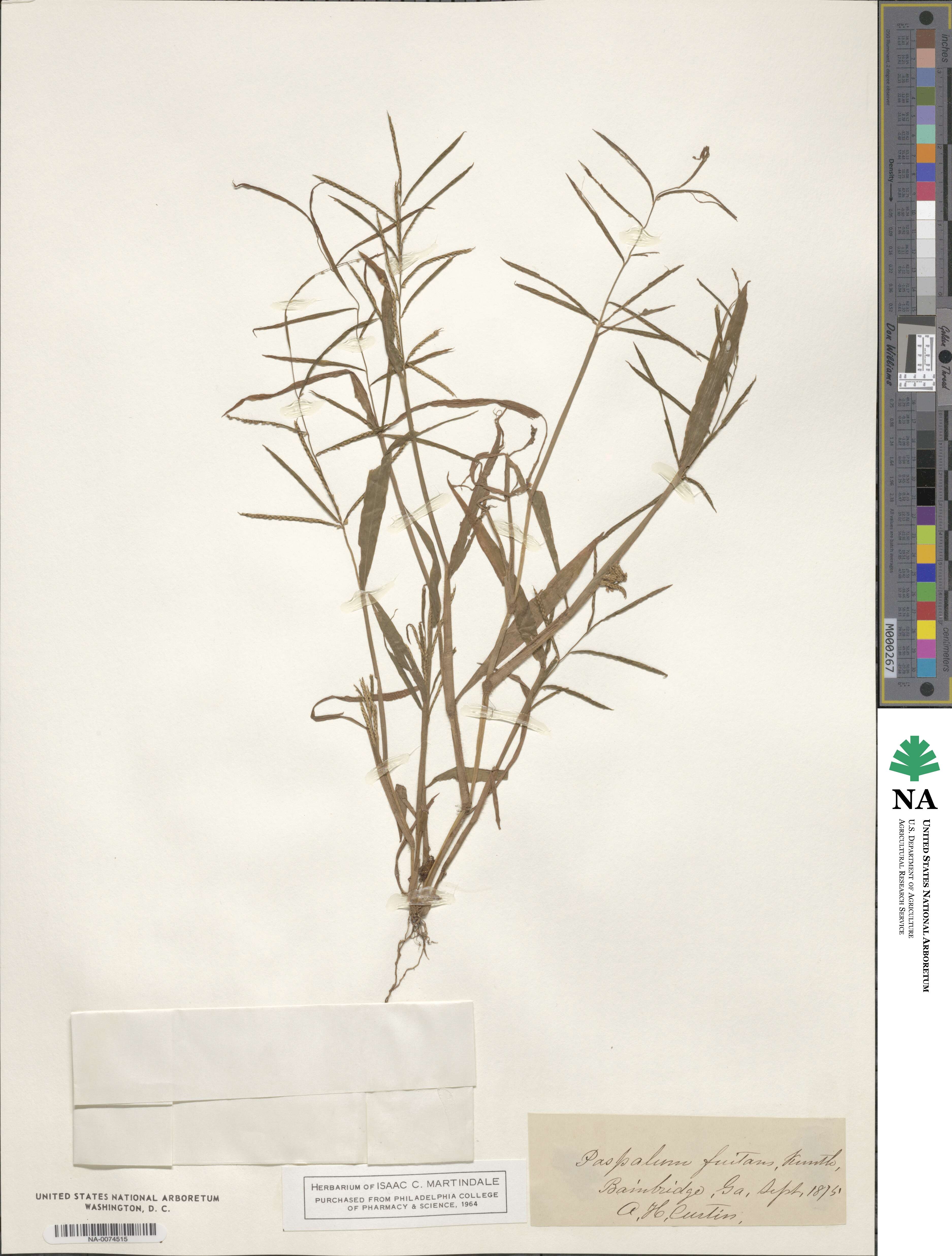 Paspalum repens image