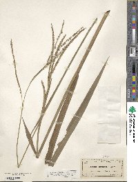 Image of Paspalum giganteum